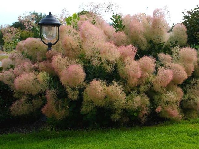 Cotinus coggygria Young Lady PBR EU2402