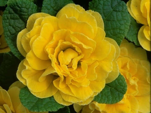 Primula Belarina Butter Yellow