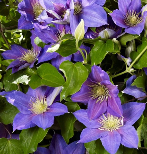 Clematis Olympia ™