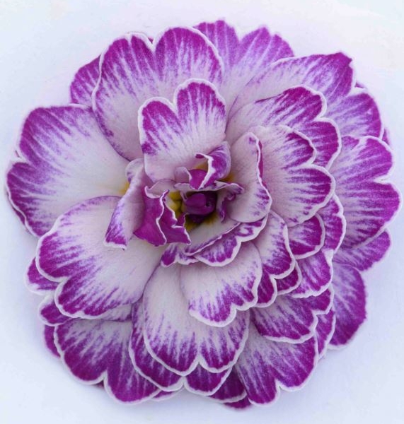 Primula Prima Belarina Lively Lilac