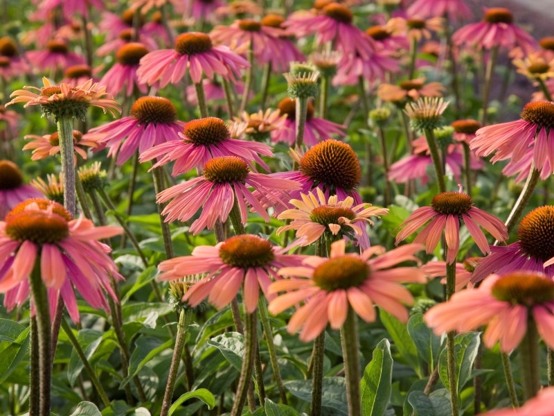 Echinacea Summer Coctail®
