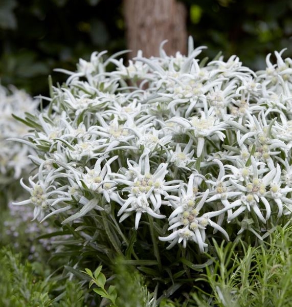 Leontopodium Blossom Of Snow (‘Berghman’PBR) 