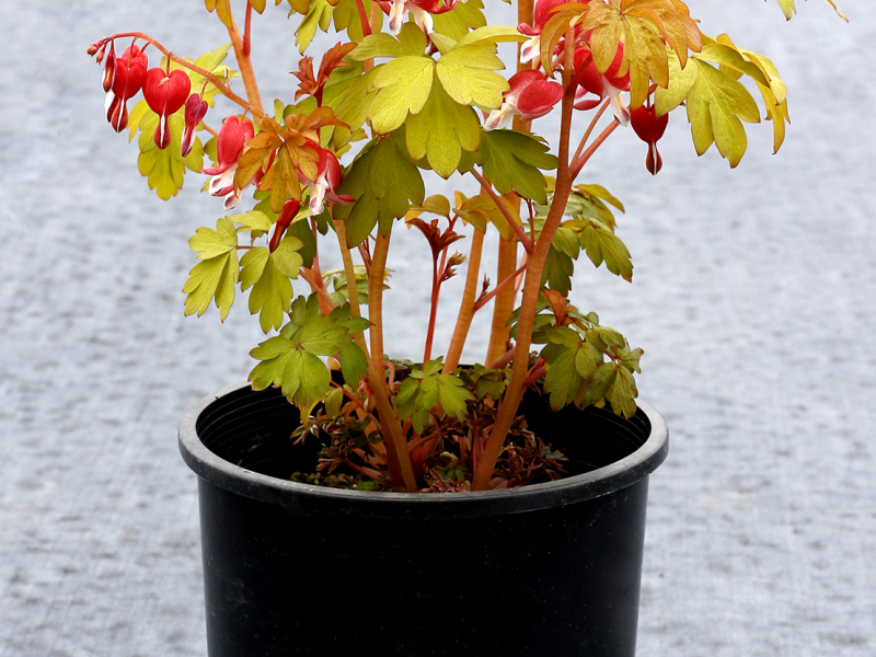 Dicentra Ruby Gold