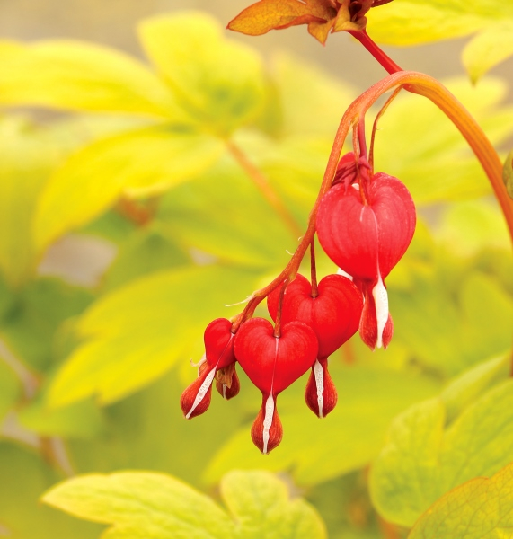 Dicentra Ruby Gold