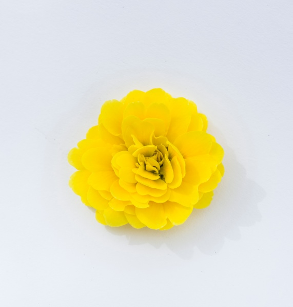 Primula Pollyanna Sunny Yellow