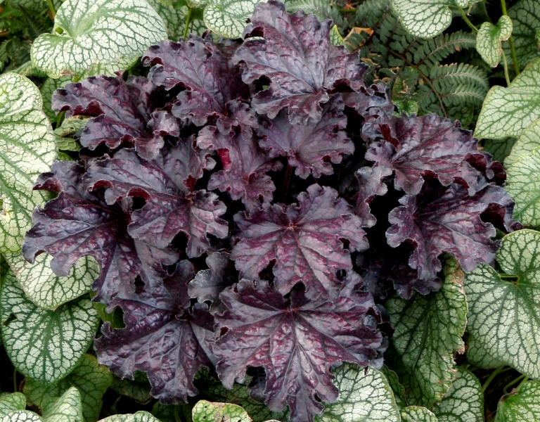 Heuchera FOREVER® Midnight