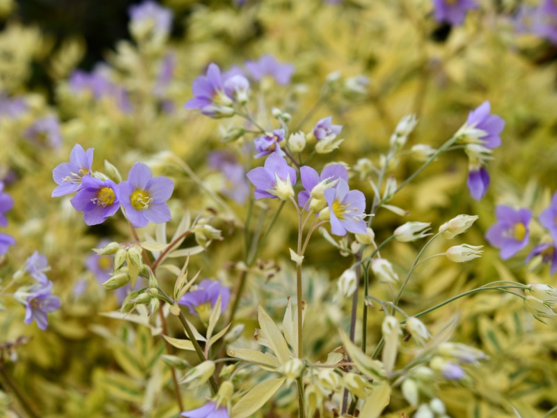 Polemonium Golden Feathers