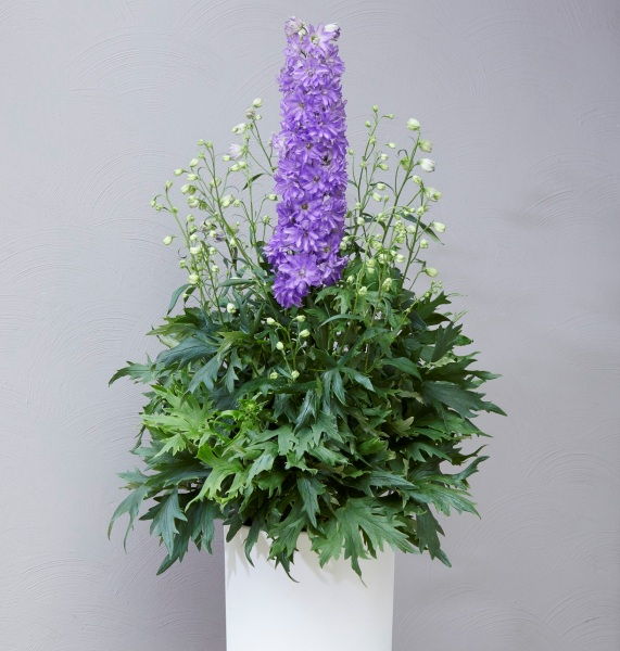 Delphinium DELGENIUS™ Breezin