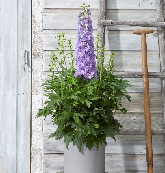 Delphinium DELGENIUS™ Shelby
