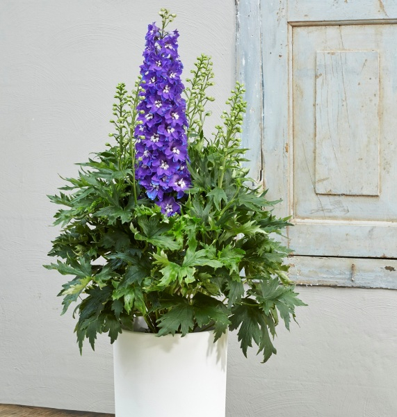Delphinium DELGENIUS™ Glitzy