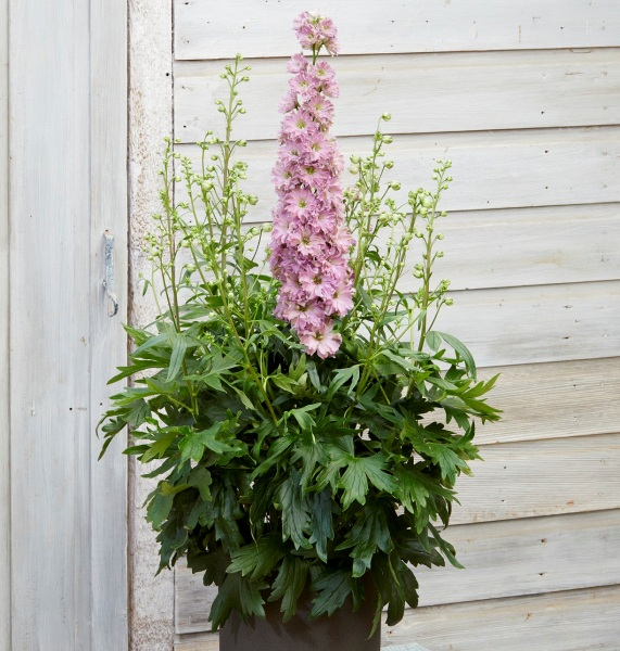 Delphinium DELGENIUS™ Juliette
